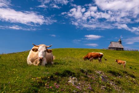 Velika planina prejela nagrado BEST OF 2025  (3)